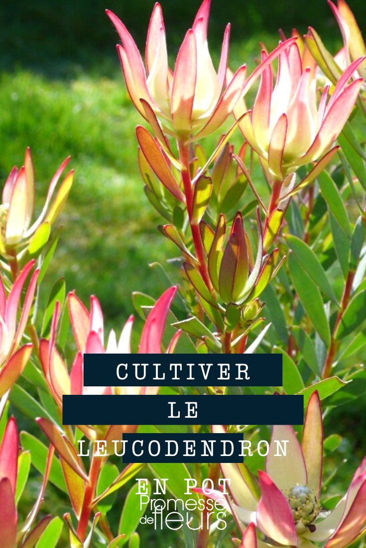 Cultivo do leucadendro em vaso ou em floreira