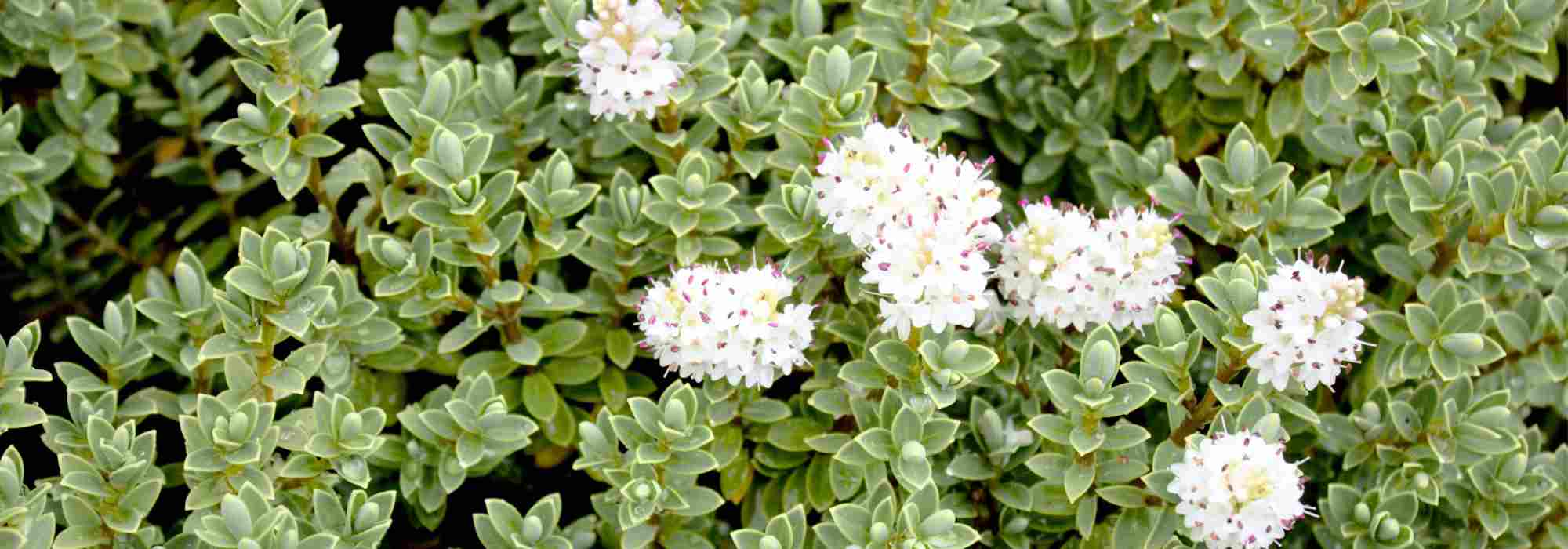 6 verónicas-arbustivas de flores brancas