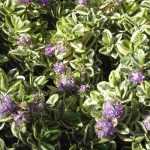 5 verónicas-arbustivas de folhagem variegada