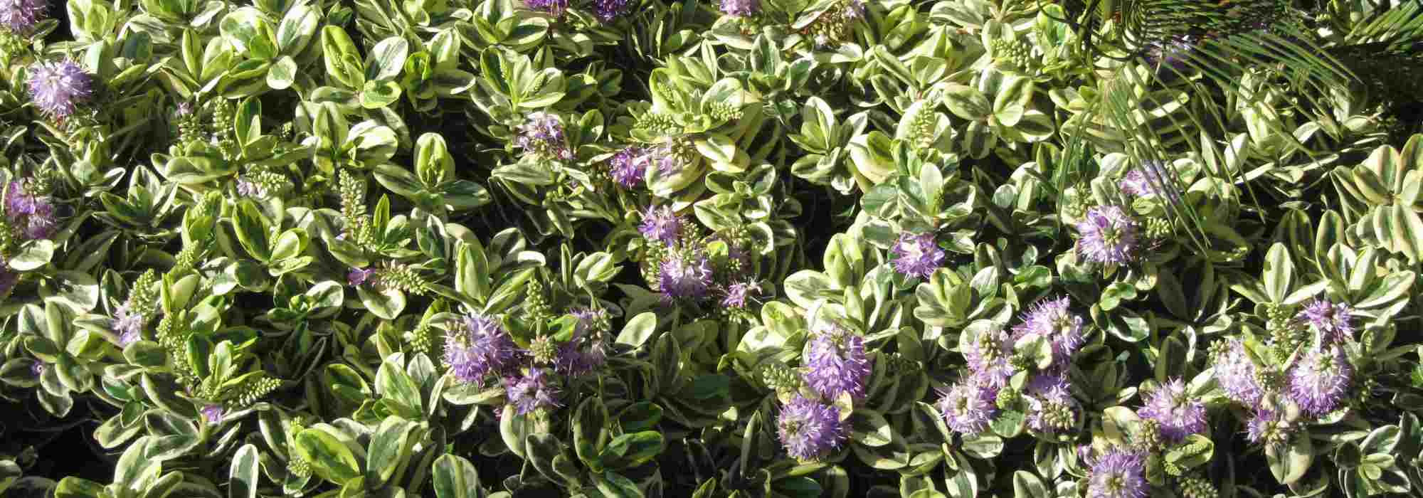 5 verónicas-arbustivas de folhagem variegada