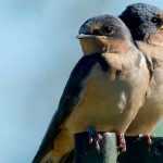 Aves do jardim: as andorinhas