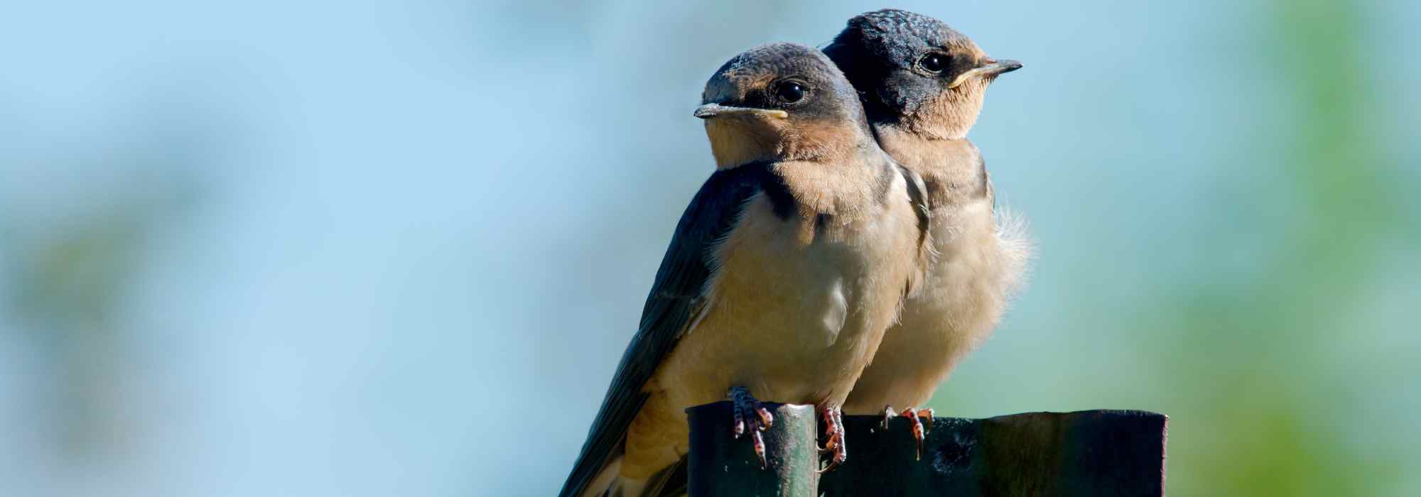 Aves do jardim: as andorinhas