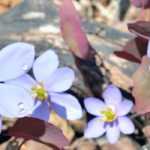 Jeffersonia: plantação e cultivo