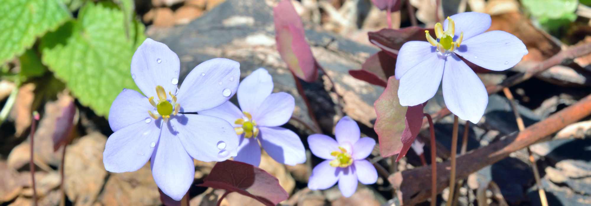 Jeffersonia: plantação e cultivo