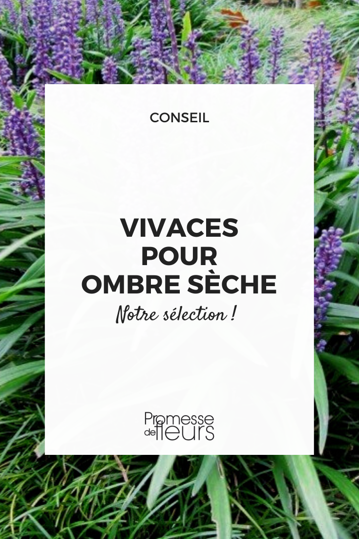 Perenes para sombra e seca, plantar debaixo de uma árvore, plantas para sombra seca