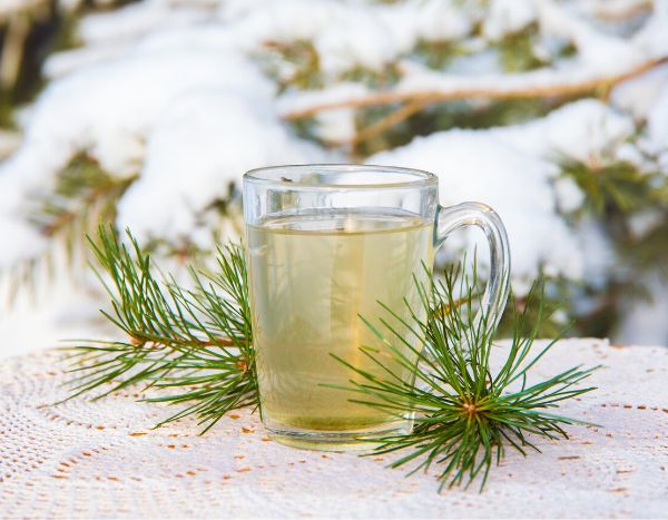 Como fazer uma infusão com agulhas de pinheiro?