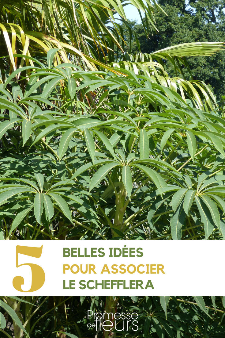 Combinar a Schefflera