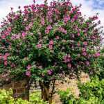 Quando e como podar o hibisco ou o hibisco-da-síria?