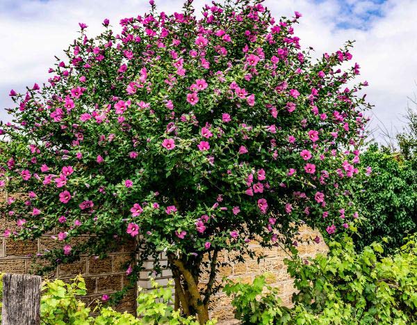 Quando e como podar o hibisco ou o hibisco-da-síria?