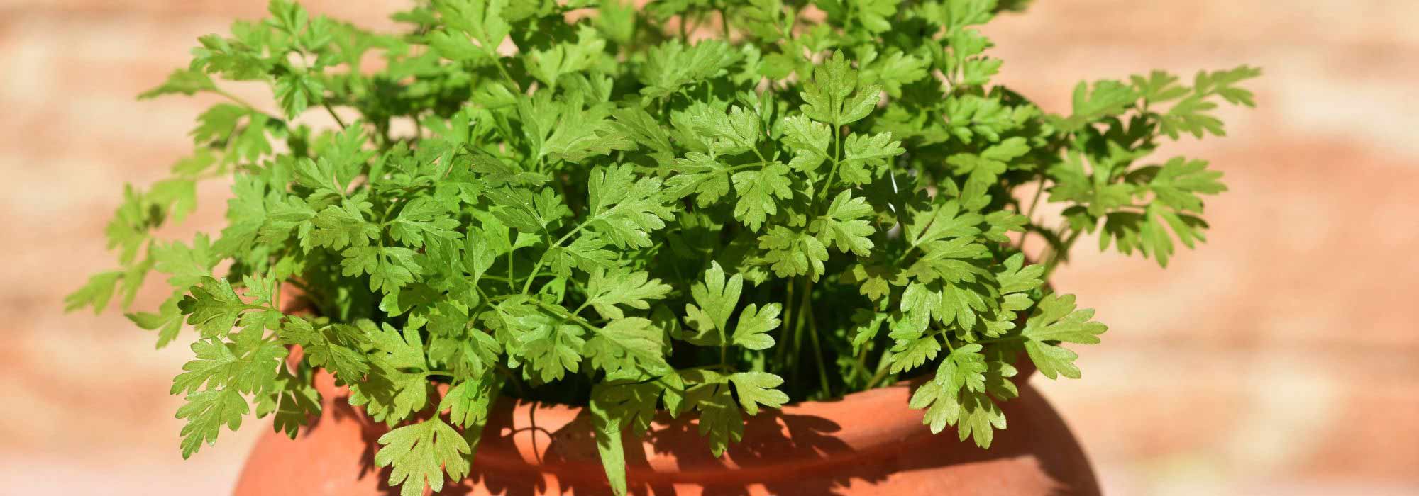 Cultivar cerefólio em vaso