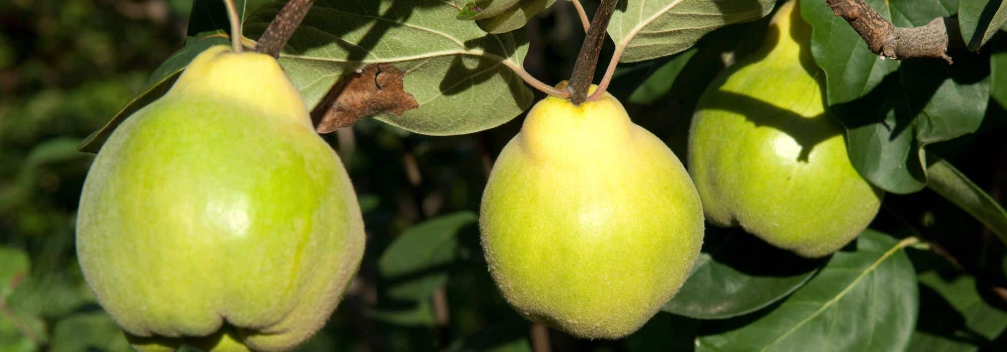 Como podar o marmeleiro ou a árvore dos marmelos?