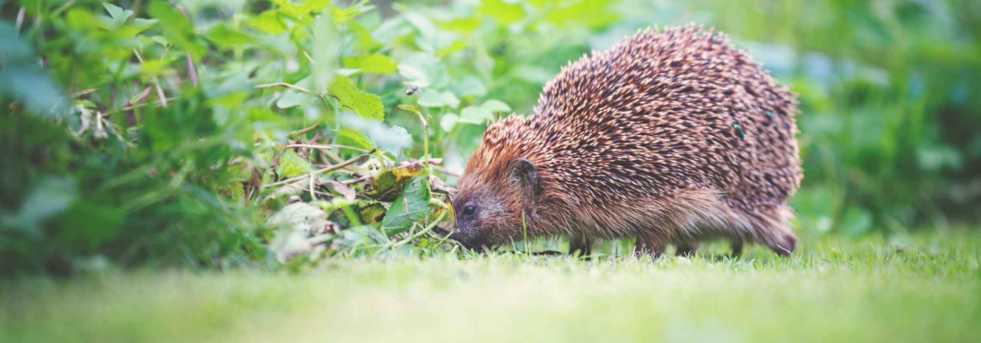 Como saber se vive um ouriço-cacheiro no jardim?