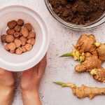 Plantar gengibre: como cultivar gengibre facilmente