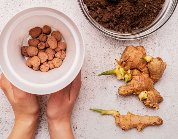 Plantar gengibre: como cultivar gengibre facilmente