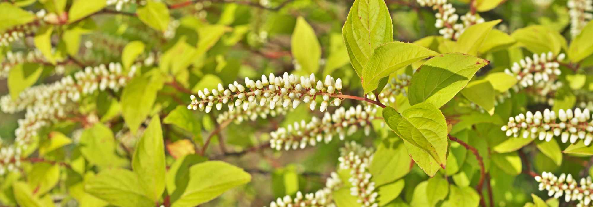 Cultivar Itea em vaso