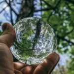 Dendrologia: o que é?