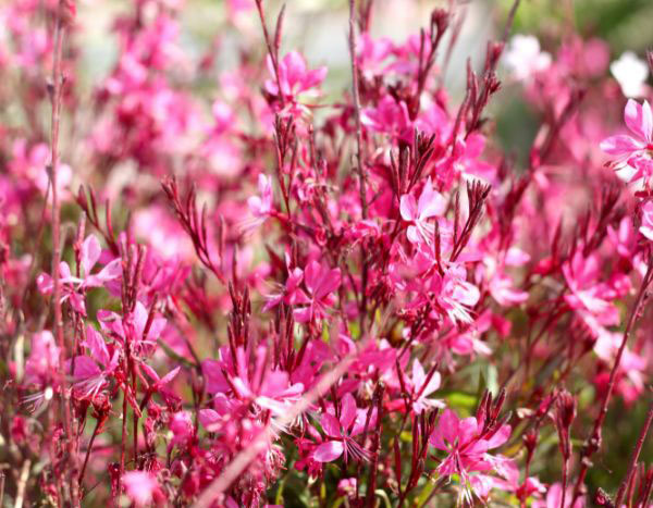 Quando e como podar a gaura?