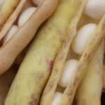 Feijões brancos: 6 variedades para cultivar na horta