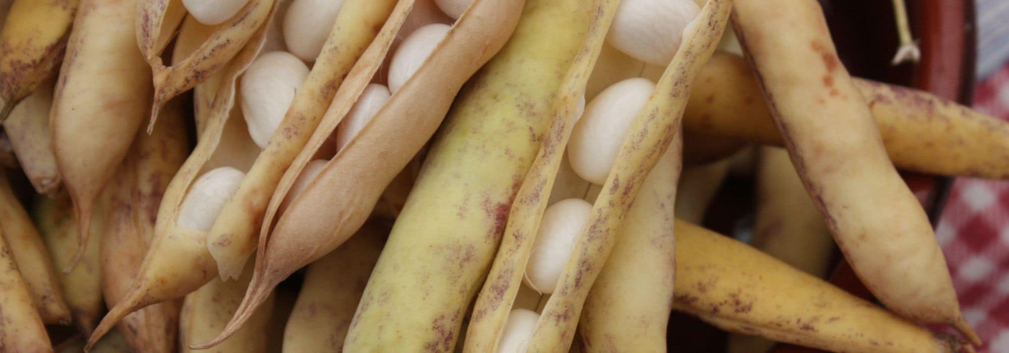 Feijões brancos: 6 variedades para cultivar na horta