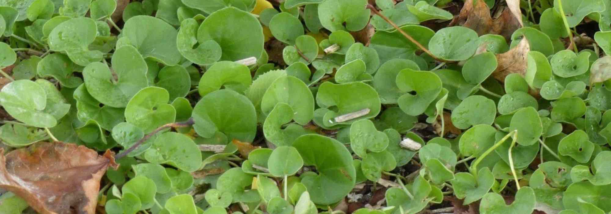 Alternativa à relva: plantar dinheiro-em-penca