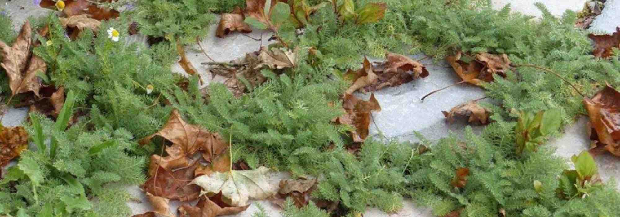 Alternativa à relva: plantar aquileia de cobertura