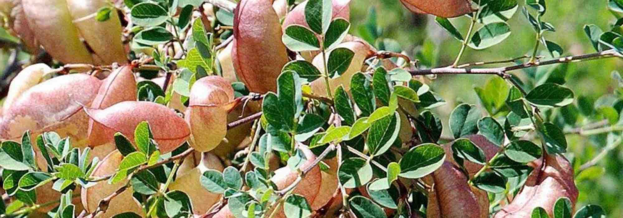7 arbustos que resistem ao frio e à seca
