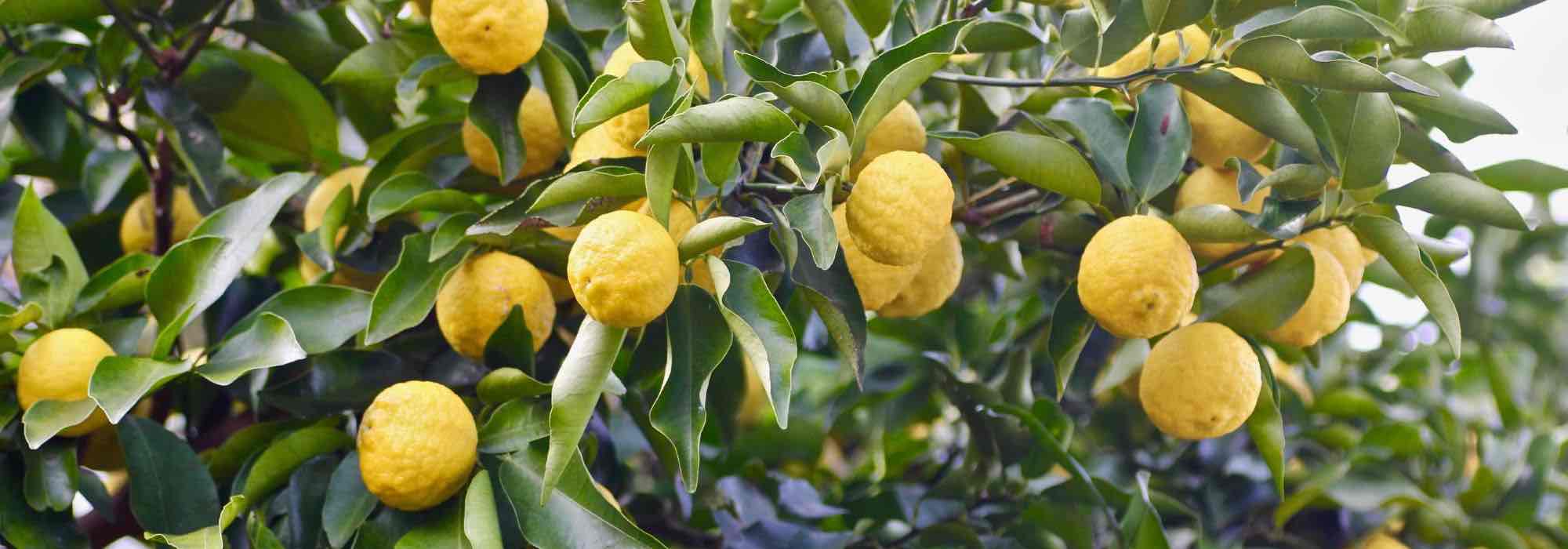 Cultivar o cidro-digitado