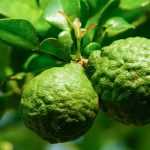 Cultivar a lima-kaffir