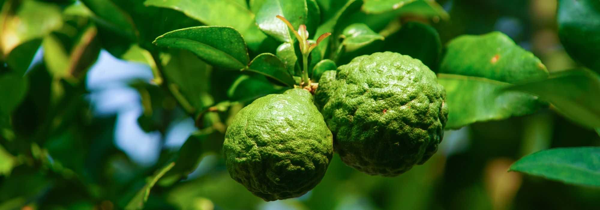 Cultivar a lima-kaffir