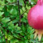 Romãzeira em vaso: plantação, poda e rega