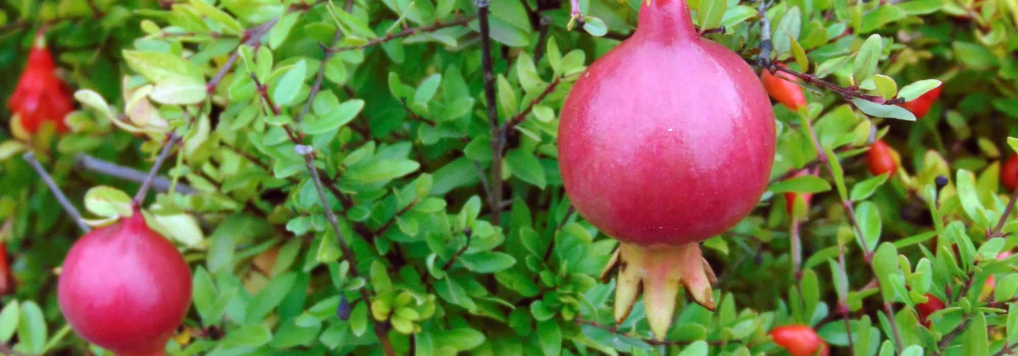 Romãzeira em vaso: plantação, poda e rega
