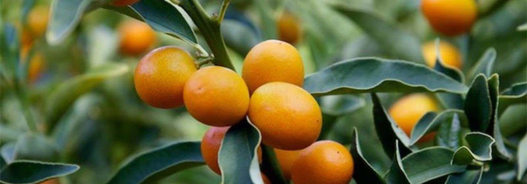 Cultivar o kumquat