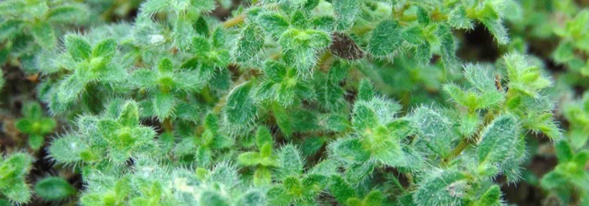 Alternativa à relva: plantar tomilho-rasteiro
