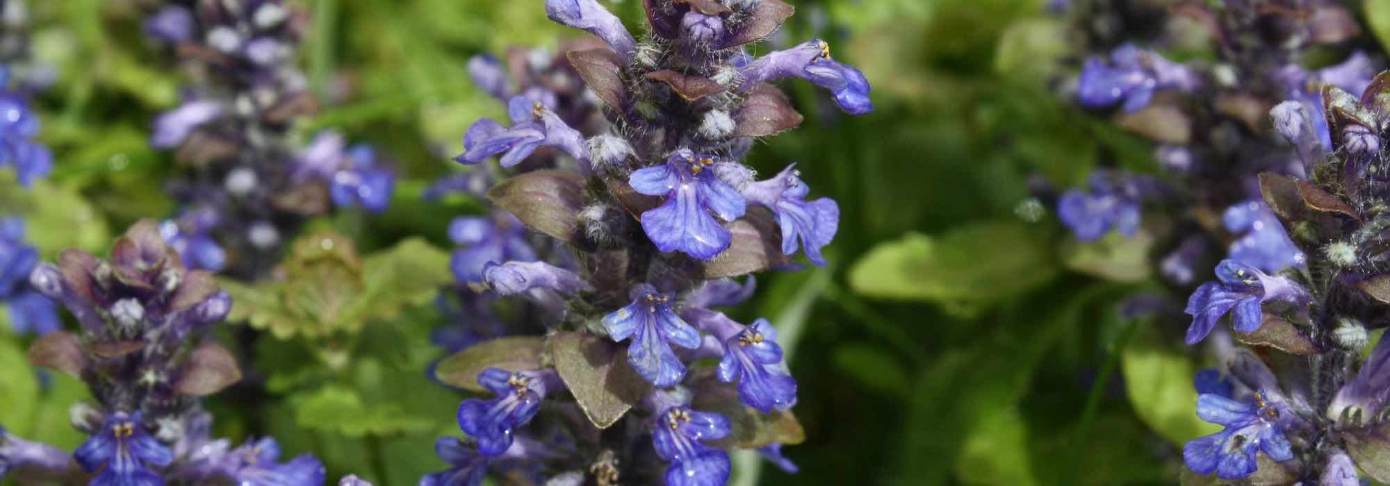 9 plantas perenes fáceis para principiantes