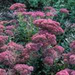 9 plantas perenes resistentes ao frio e à seca