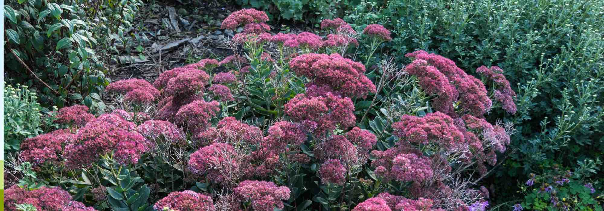 9 plantas perenes resistentes ao frio e à seca