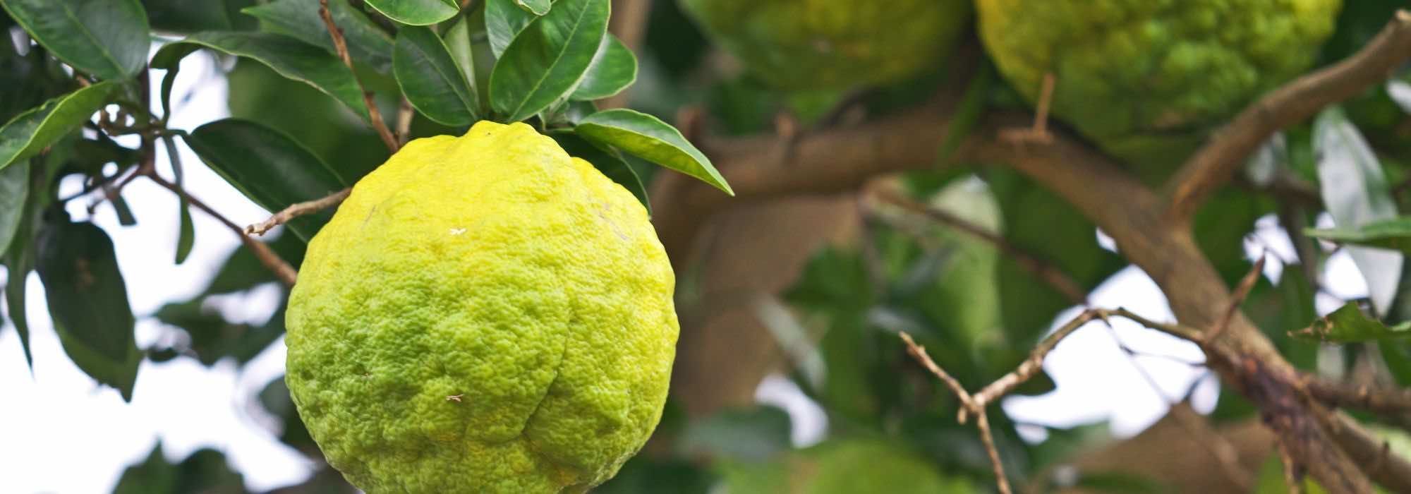 Cultivar o yuzu