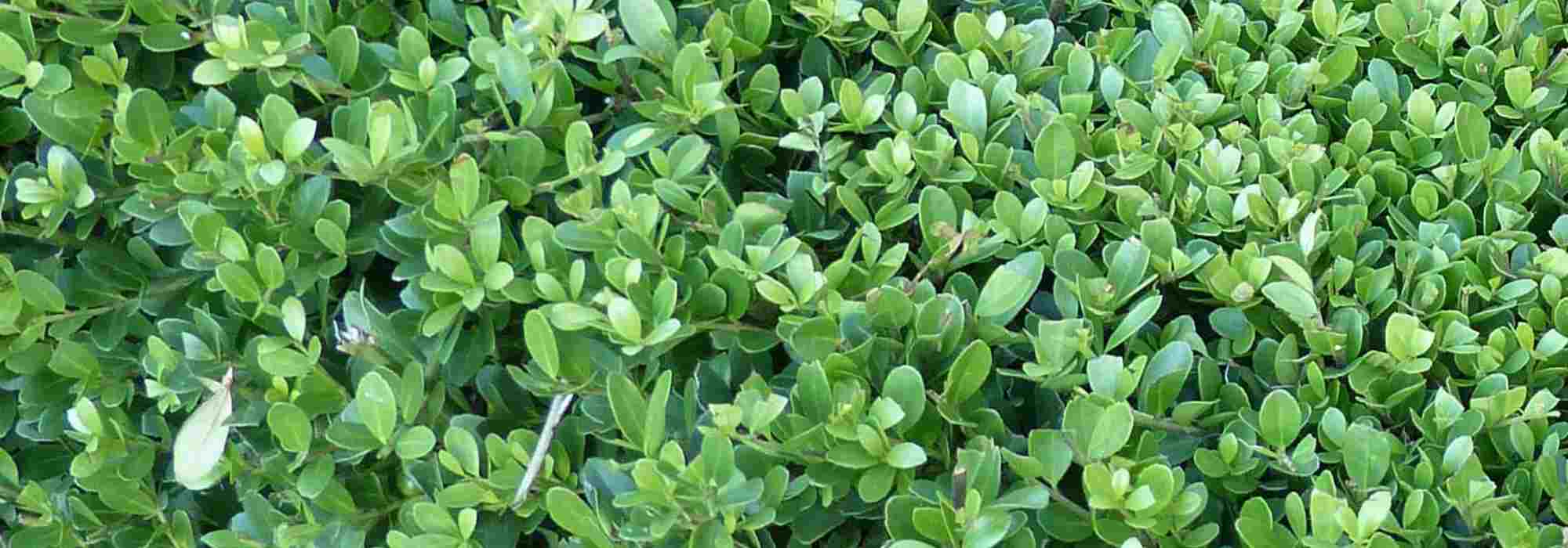 5 azevinhos para plantar em vaso