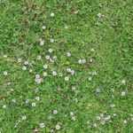 Alternativa à relva: como plantar Lippia nodiflora?