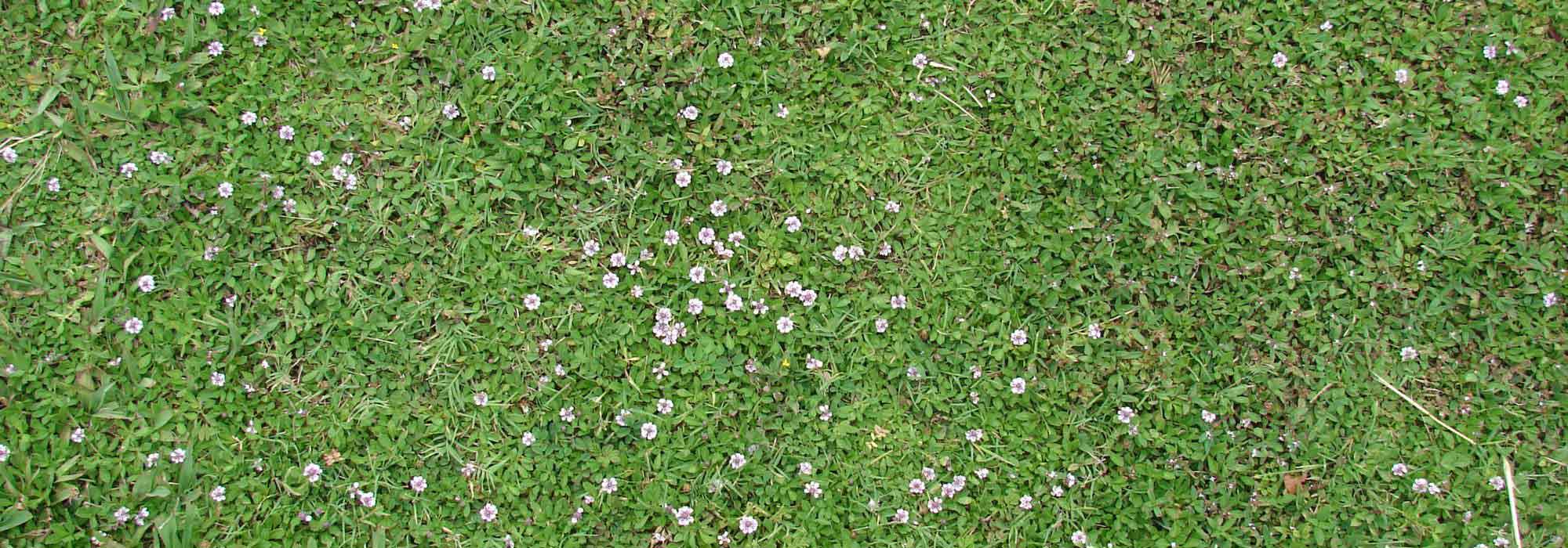 Alternativa à relva: como plantar Lippia nodiflora?