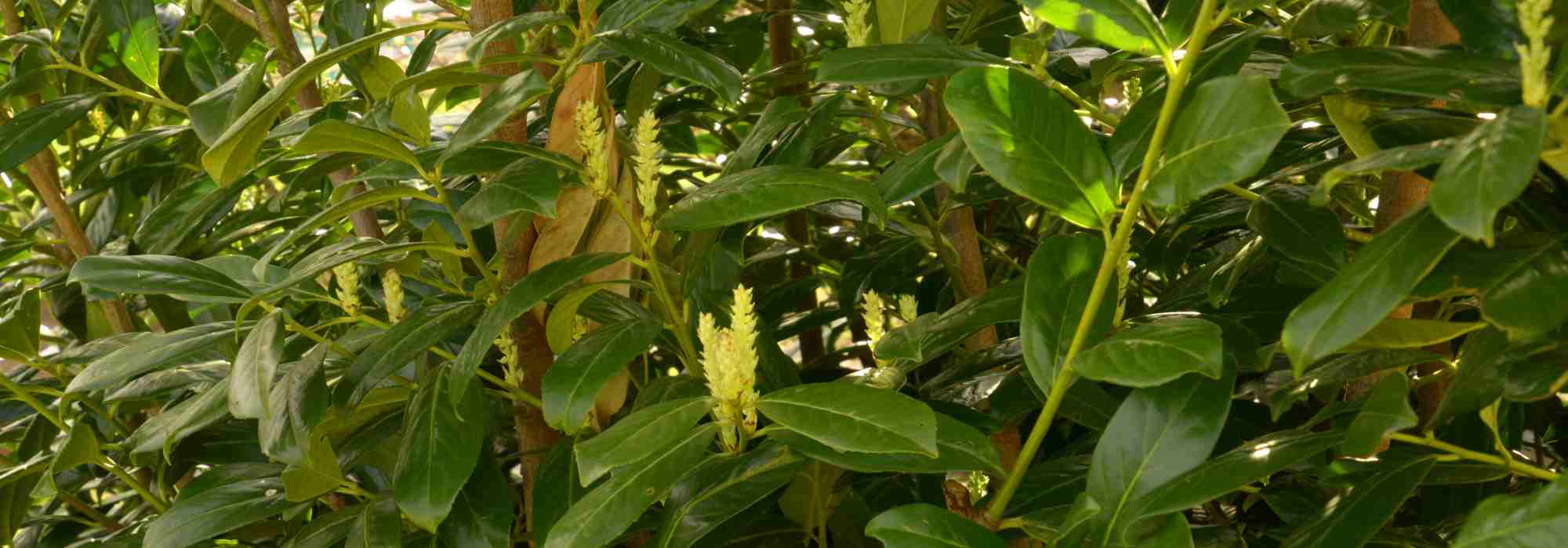Doenças e pragas do loureiro-cerejeira