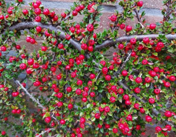 Como conduzir um Cotoneaster em espaldeira?