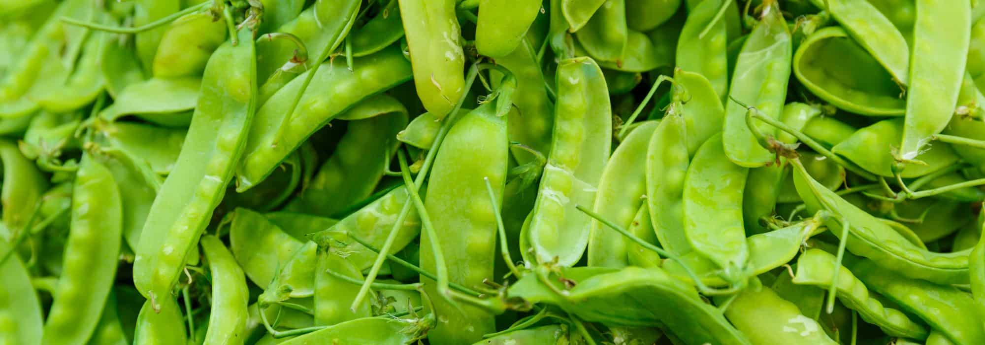 Cultivar ervilhas-tortas ou ervilhas-de-quebrar