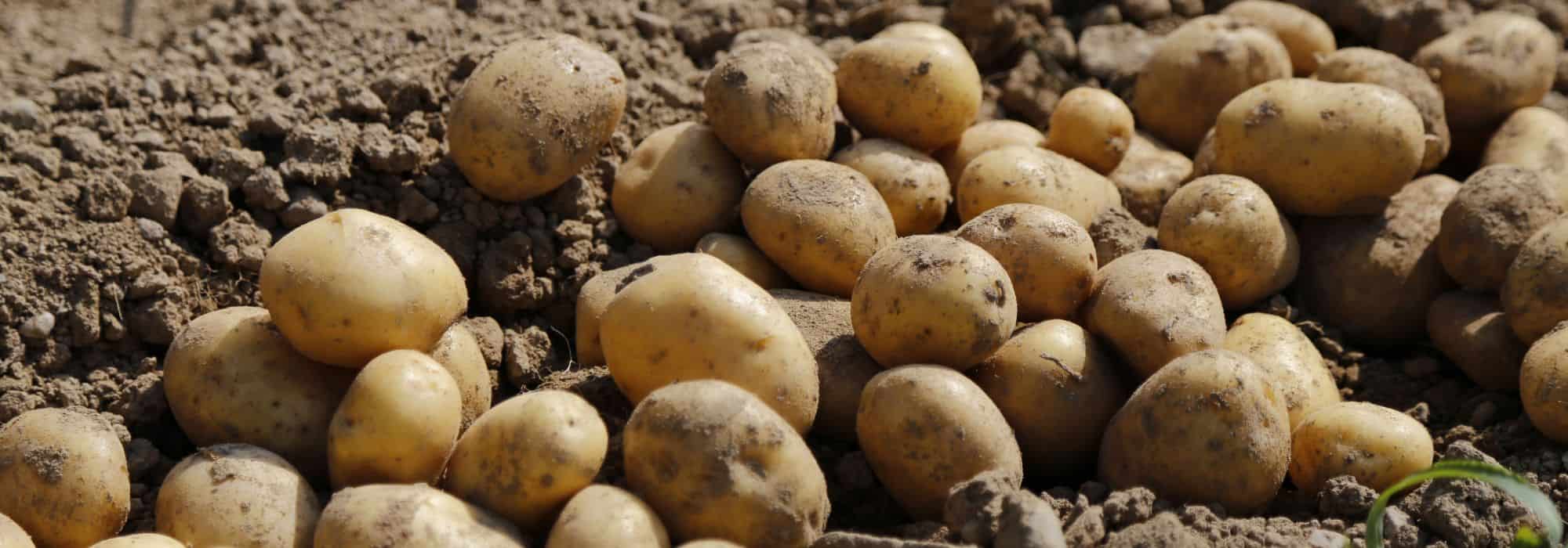 A sarna comum da batata-inglesa