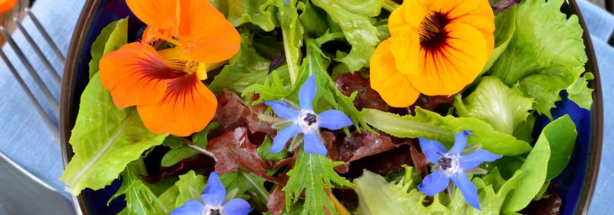 Saladas coloridas e saborosas: dê um toque de fantasia ao seu prato!