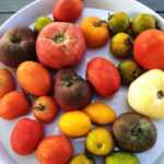 20 tomates testadas: o nosso top 5!