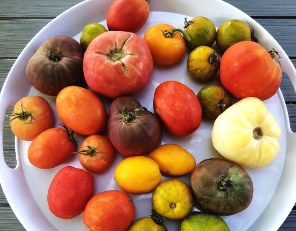 20 tomates testadas: o nosso top 5!