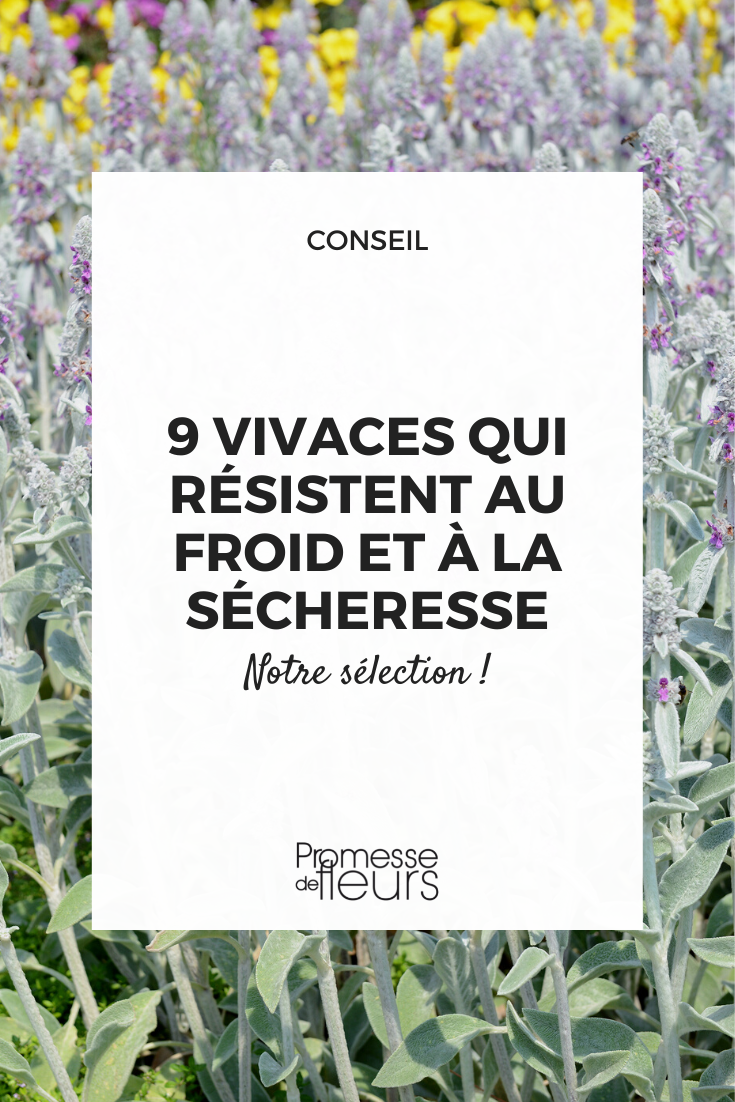 Plantas perenes rústicas para solo seco