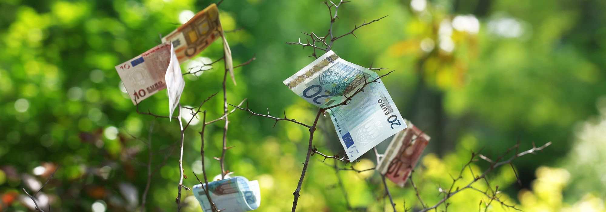 Criar um jardim sem gastar uma fortuna