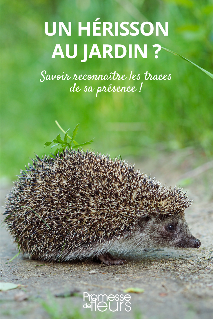 Pegadas de ouriço-cacheiro